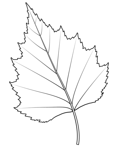 Silver Birch Leaf Coloring Page